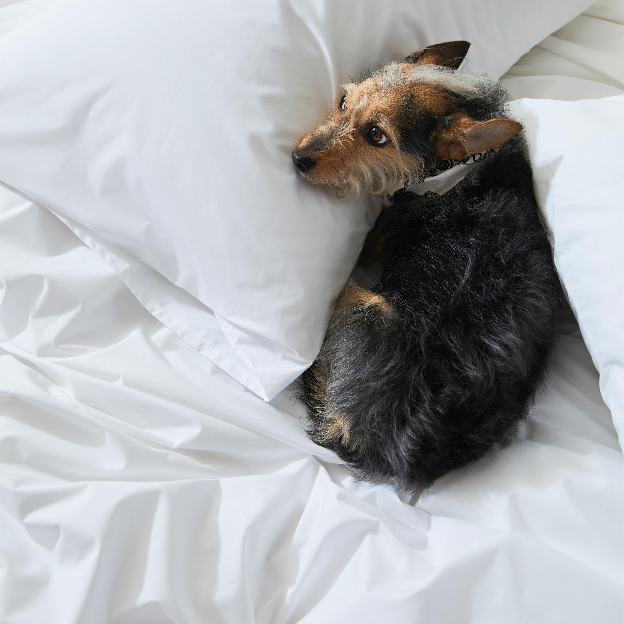 Classic Percale Core Sheet Set X9