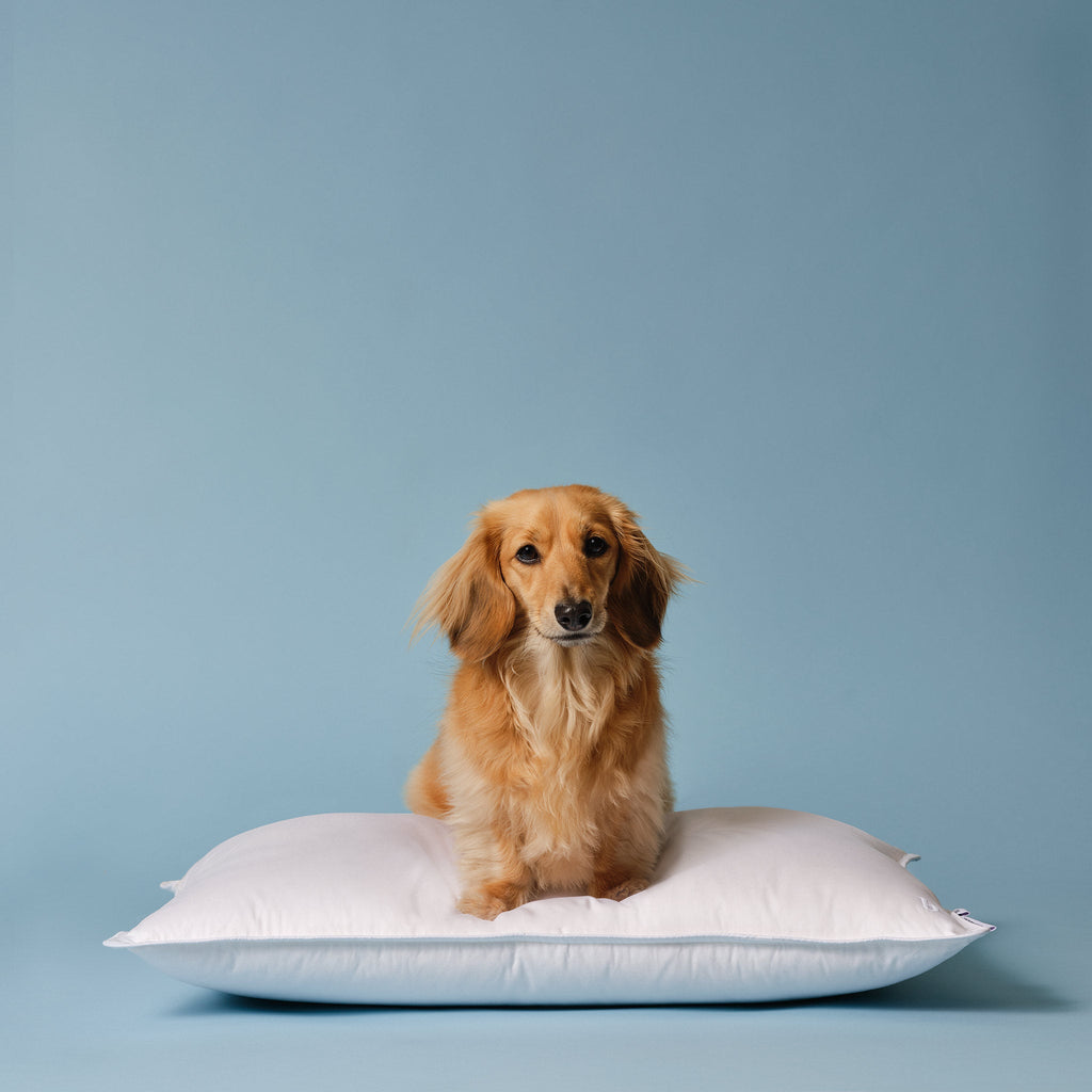 Down Pillow A9