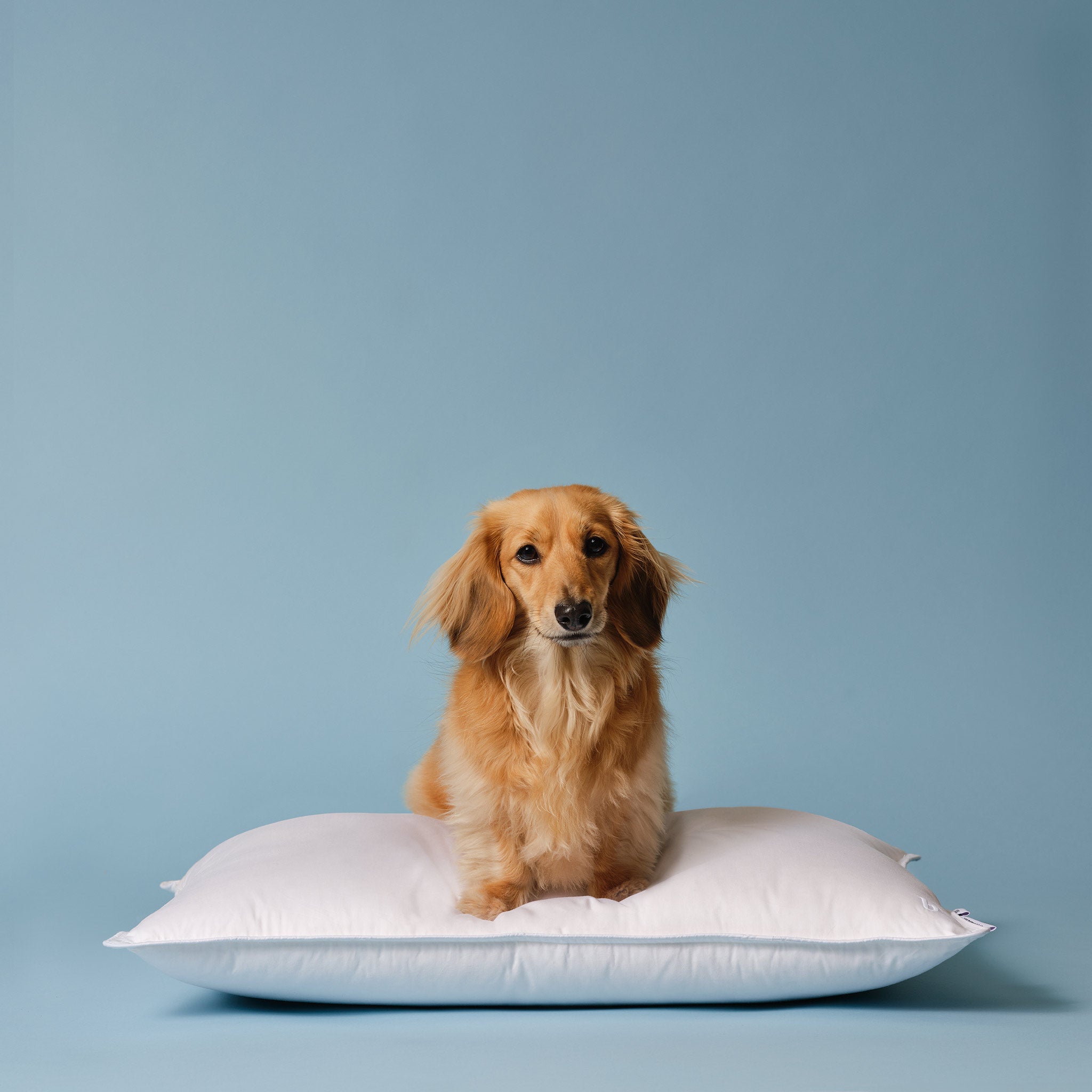 Down Pillow A9