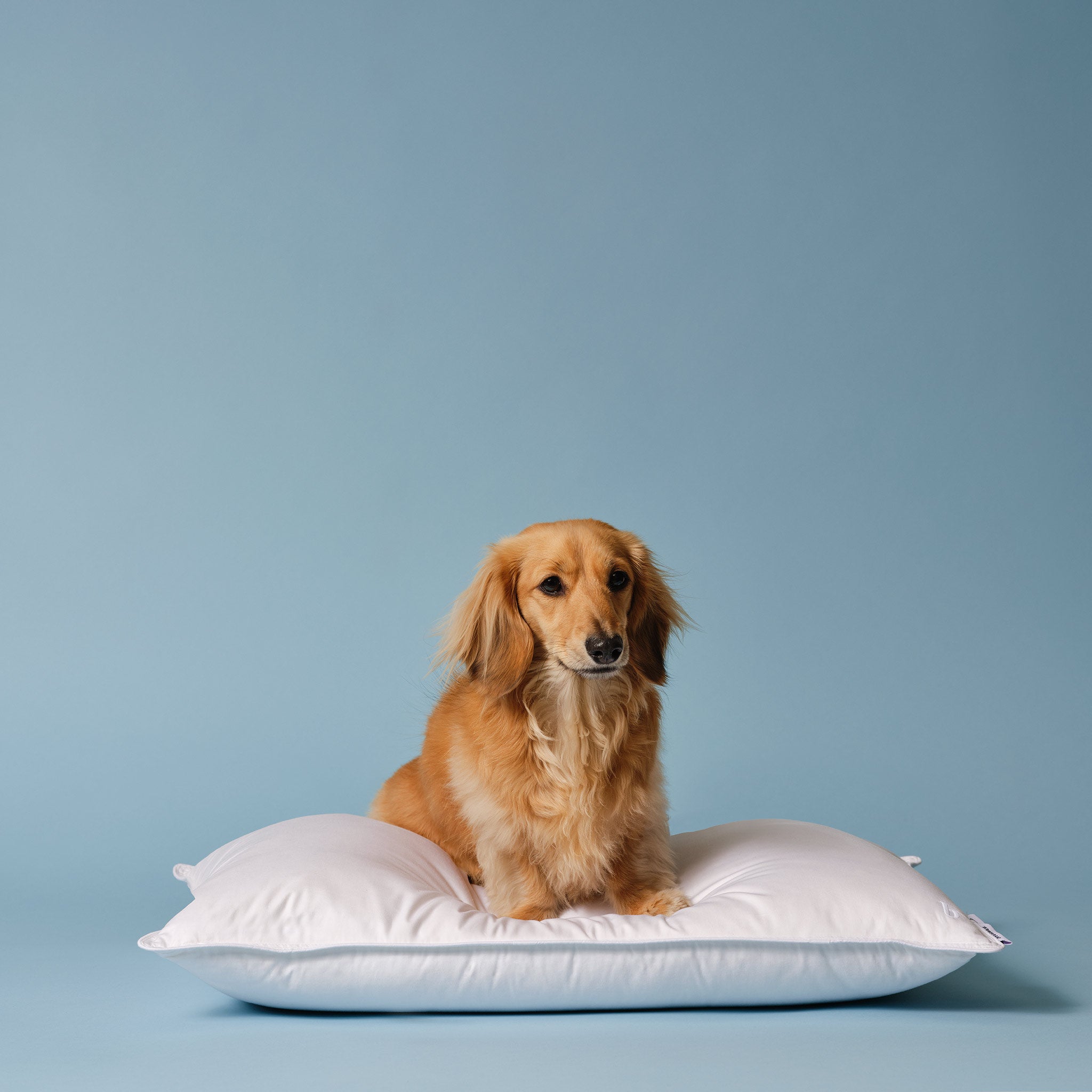 Down Pillow O0