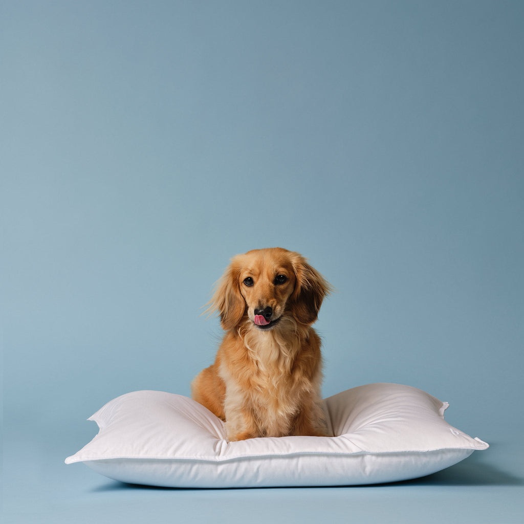 Down Pillow A9